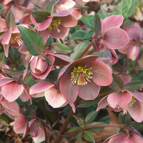 Hellebore Plants for Sale | Lenten Rose (Helleborus)
