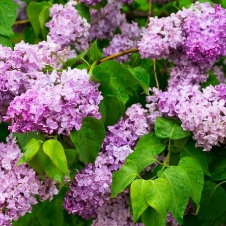 shop lilac bushes at nature hills nursery