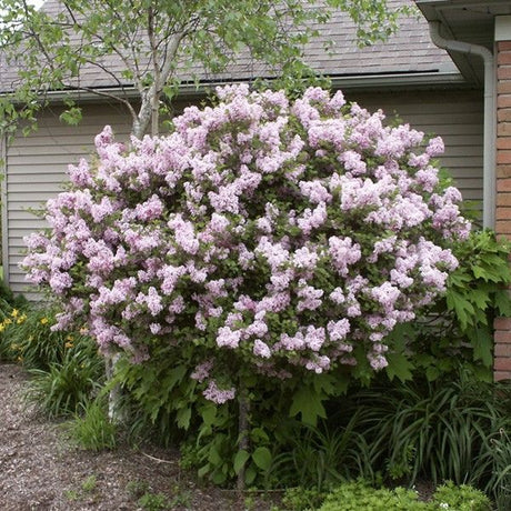 Lilac Trees