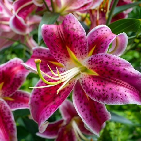 Stargazer Lily