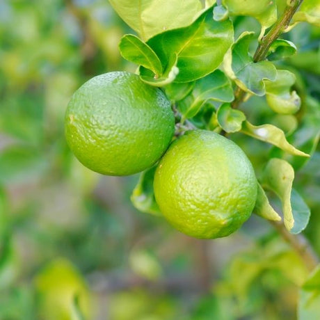 Lime Tree