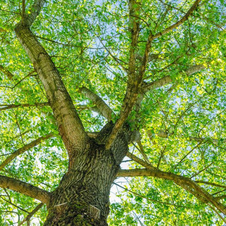 Linden Trees