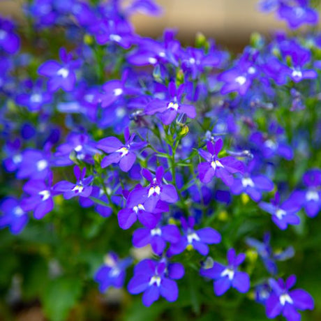 lobelia plant