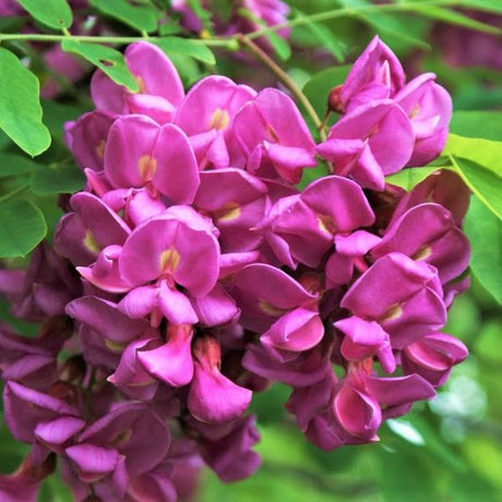 Locust Trees - Nature Hills Nursery