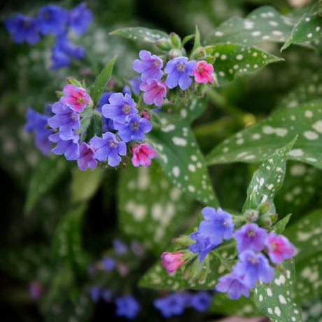 lungwort