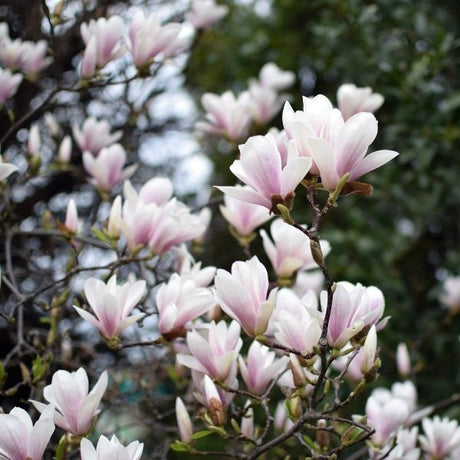 Magnolia Bushes