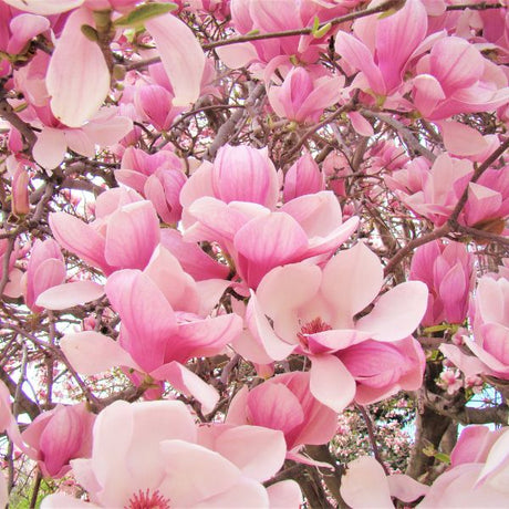 Magnolia Trees