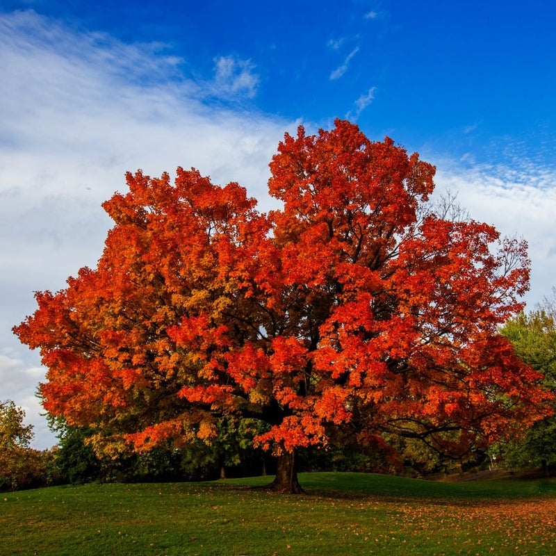 Maple Tree