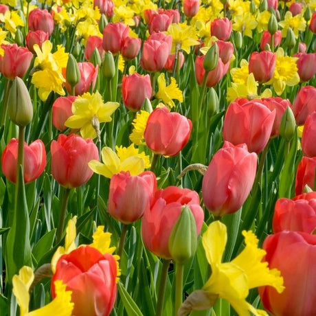 Mixed Flower Bulbs