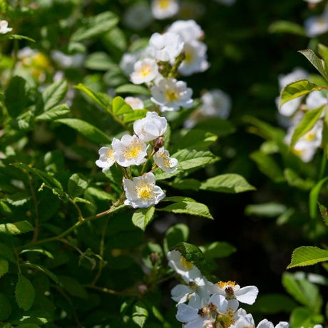 Mock Orange Bush