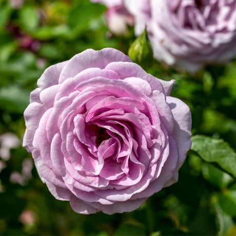 violet's pride fragrant rose