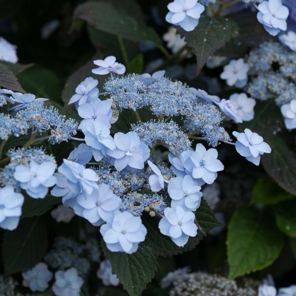 Mountain Hydrangeas - Nature Hills Nursery