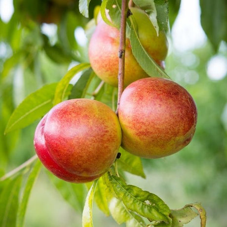 Nectarine Tree