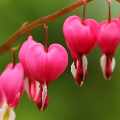 Bleeding Heart Unique Perennial