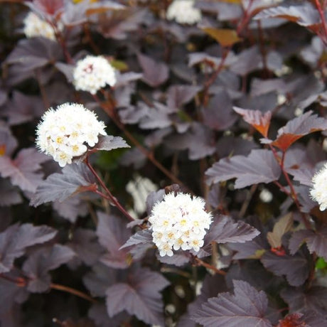 ninebark bushes