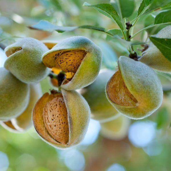 shop nut trees at nature hills 
