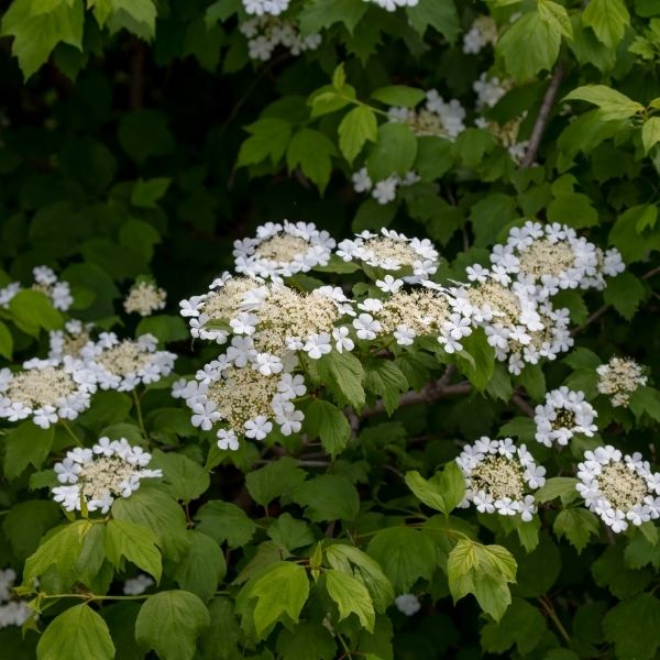 Oakleaf Hydrangeas - Nature Hills Nursery