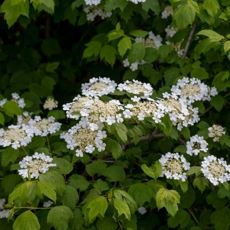 Oakleaf Hydrangea