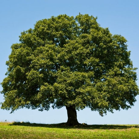 Oak Tree