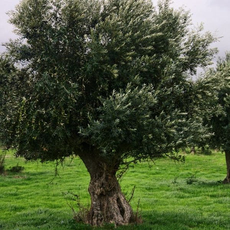 Olive Trees