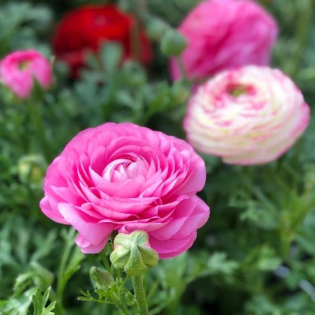 Ranunculus