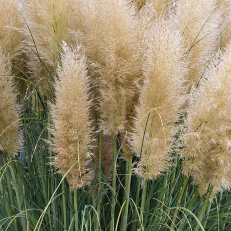 Pampas Grass