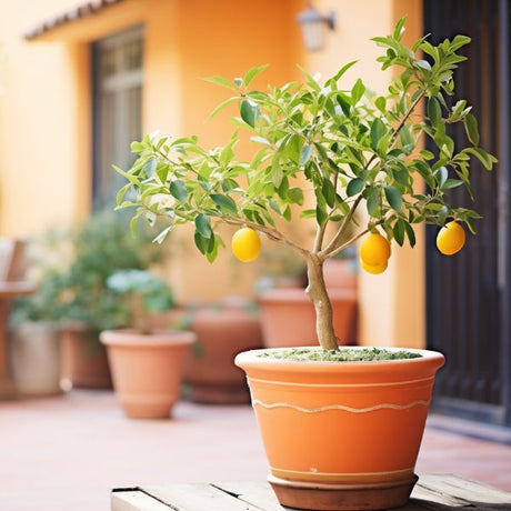 Patio Trees