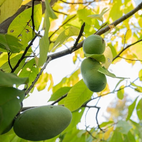 Pawpaw Trees