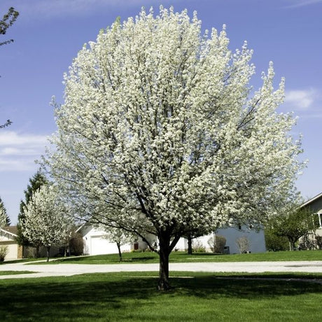 Flowering Pear Tree