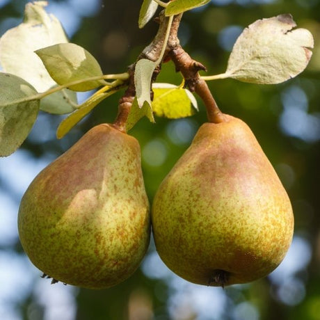 Pear Tree