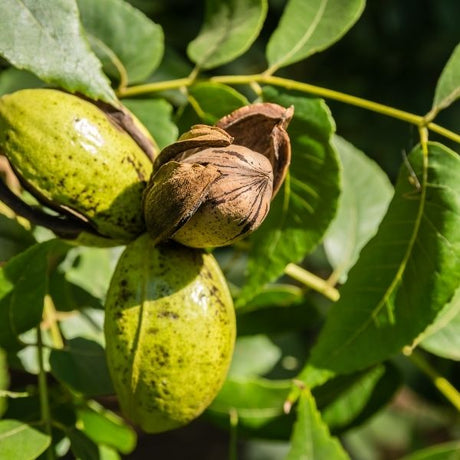 Pecan Trees