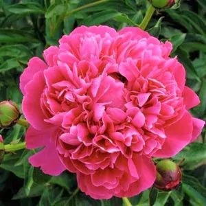 Close up image of Kansas Peony