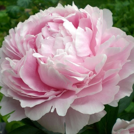 Peony