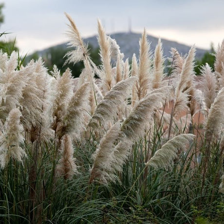 Perennial grasses pampas grass