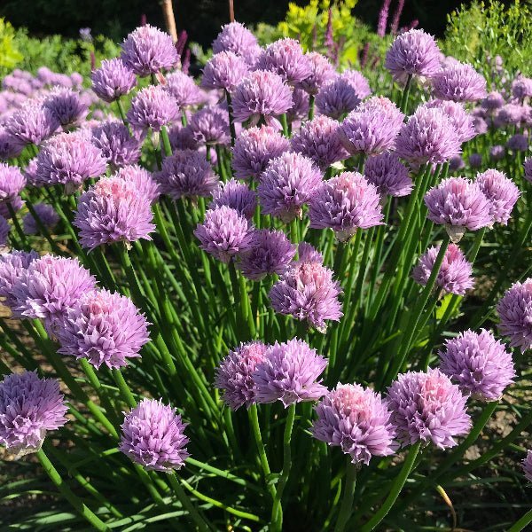 Allium perennial in the landscape