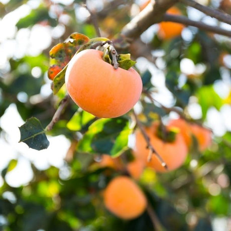 Persimmon Tree