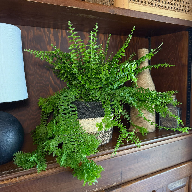 Indoor Ferns at Nature Hills Nursery