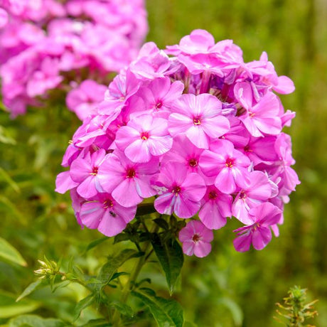 Upright phlox