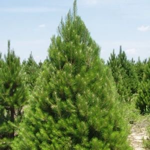 Pine Trees for Sale | Hardy Evergreen Pines