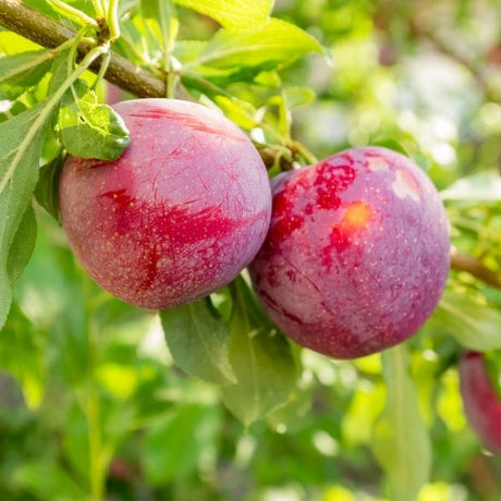 Plum Trees