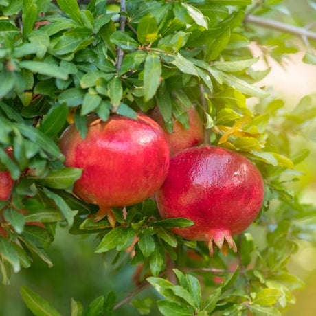 Pomegranate Tree