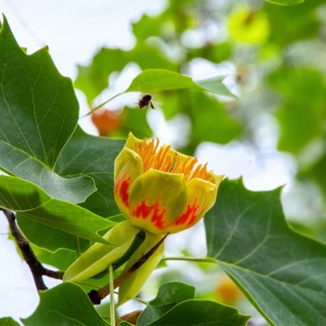 poplar tree