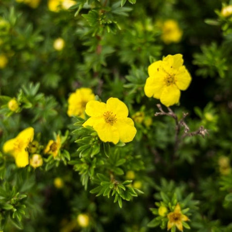 Potentilla Bush