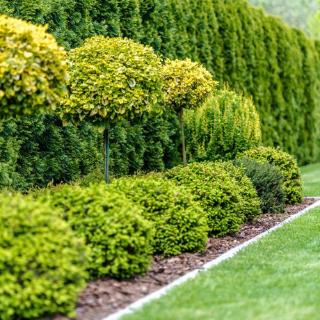 privacy shrubs