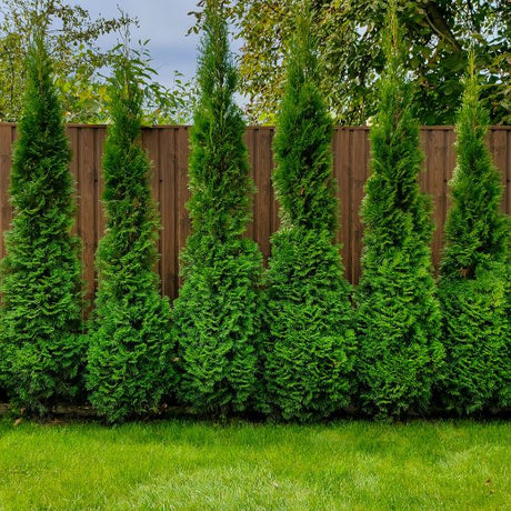 Privacy Trees