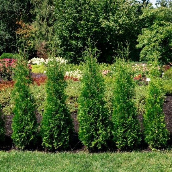 Arborvitae Trees