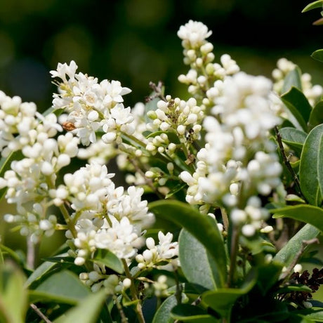 Privet Bushes