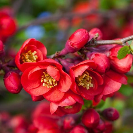 Quince bush