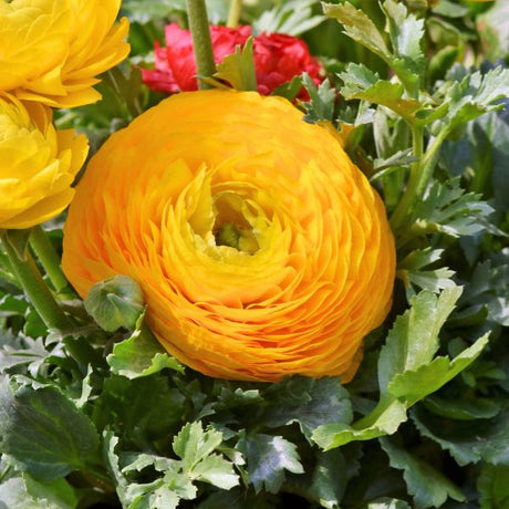 Ranunculus