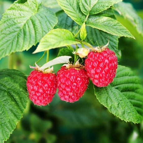 Raspberry Bushes